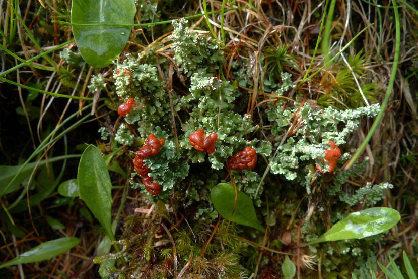 Cladonia bellidiflora-1